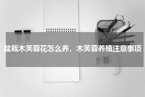 盆栽木芙蓉花怎么养，木芙蓉养殖注意事项