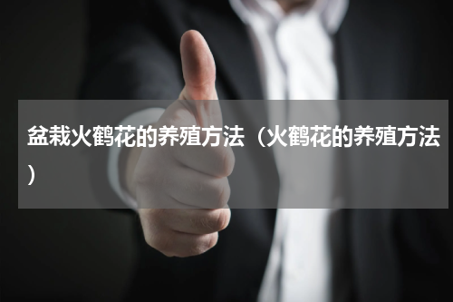 盆栽火鹤花的养殖方法（火鹤花的养殖方法）