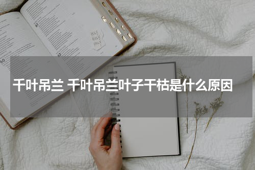 千叶吊兰 千叶吊兰叶子干枯是什么原因