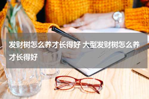 发财树怎么养才长得好 大型发财树怎么养才长得好