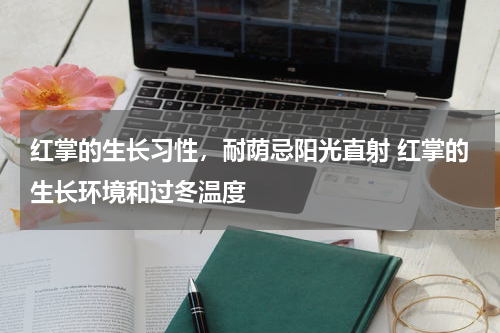 红掌的生长习性，耐荫忌阳光直射 红掌的生长环境和过冬温度