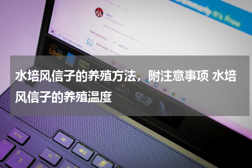 水培风信子的养殖方法，附注意事项 水培风信子的养殖温度