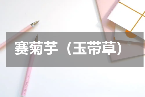 赛菊芋（玉带草）