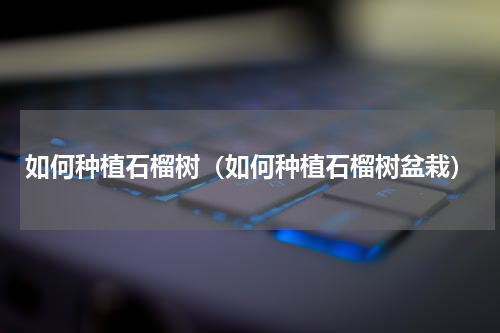 如何种植石榴树（如何种植石榴树盆栽）