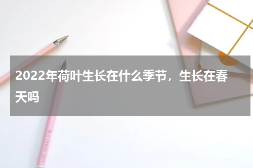 2022年荷叶生长在什么季节，生长在春天吗
