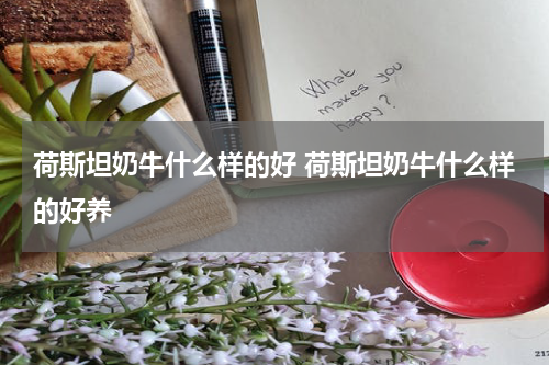 荷斯坦奶牛什么样的好 荷斯坦奶牛什么样的好养
