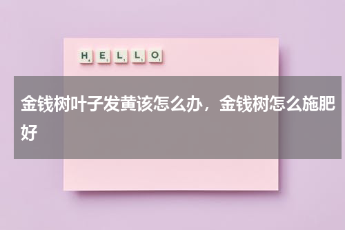 金钱树叶子发黄该怎么办，金钱树怎么施肥好