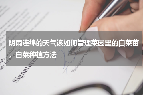 阴雨连绵的天气该如何管理菜园里的白菜苗，白菜种植方法