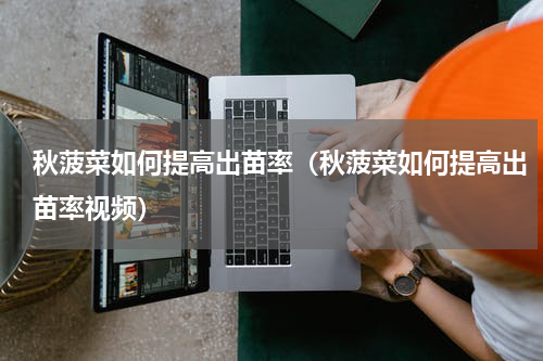 秋菠菜如何提高出苗率（秋菠菜如何提高出苗率视频）