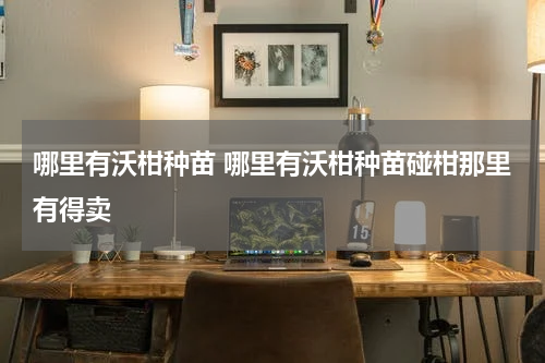 哪里有沃柑种苗 哪里有沃柑种苗碰柑那里有得卖