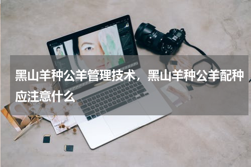 黑山羊种公羊管理技术，黑山羊种公羊配种应注意什么