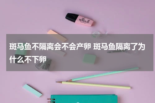 斑马鱼不隔离会不会产卵 斑马鱼隔离了为什么不下卵