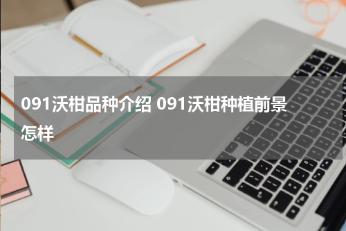091沃柑品种介绍 091沃柑种植前景怎样