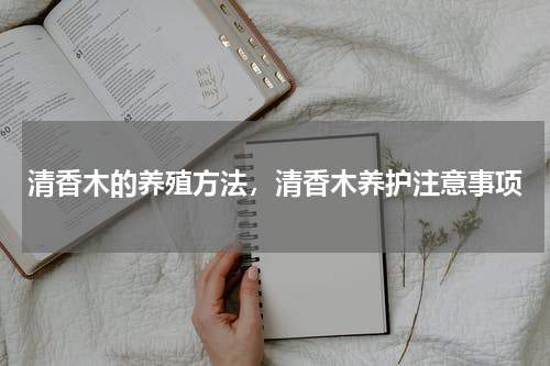 清香木的养殖方法，清香木养护注意事项