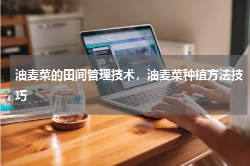 油麦菜的田间管理技术，油麦菜种植方法技巧