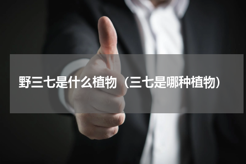 野三七是什么植物（三七是哪种植物）