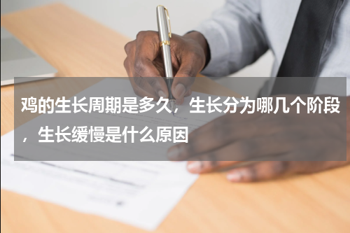 鸡的生长周期是多久，生长分为哪几个阶段，生长缓慢是什么原因