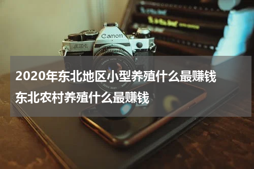 2020年东北地区小型养殖什么最赚钱 东北农村养殖什么最赚钱