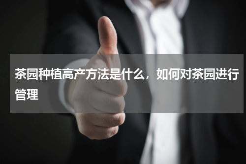 茶园种植高产方法是什么，如何对茶园进行管理