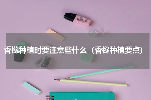 香橼种植时要注意些什么（香橼种植要点）