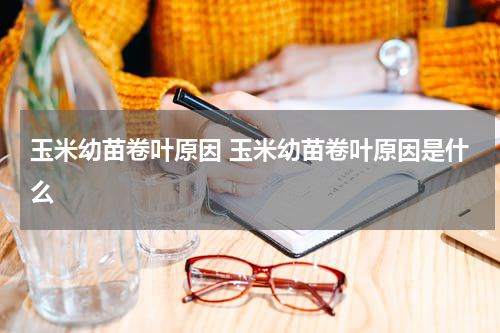 玉米幼苗卷叶原因 玉米幼苗卷叶原因是什么