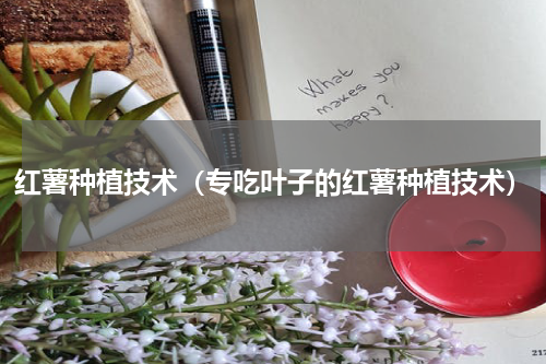 红薯种植技术（专吃叶子的红薯种植技术）