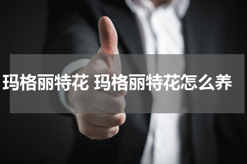 玛格丽特花 玛格丽特花怎么养