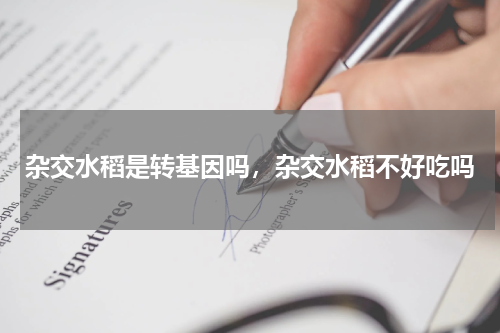 杂交水稻是转基因吗，杂交水稻不好吃吗