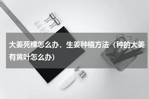 大姜死棵怎么办，生姜种植方法（种的大姜有黄叶怎么办）