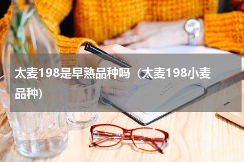 太麦198是早熟品种吗（太麦198小麦品种）