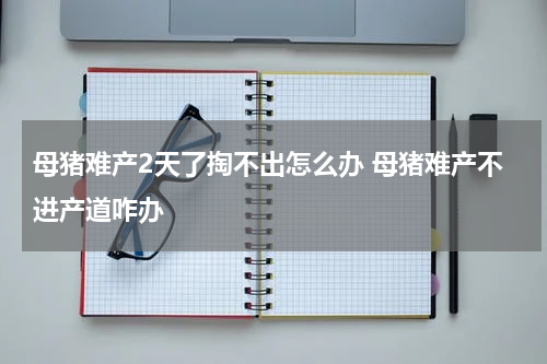 母猪难产2天了掏不出怎么办 母猪难产不进产道咋办