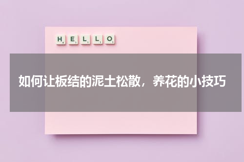 如何让板结的泥土松散，养花的小技巧