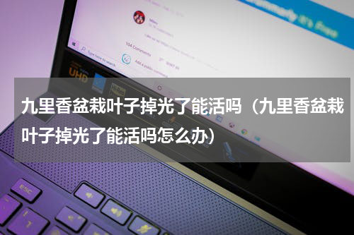 九里香盆栽叶子掉光了能活吗（九里香盆栽叶子掉光了能活吗怎么办）
