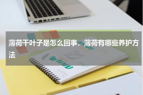 薄荷干叶子是怎么回事，薄荷有哪些养护方法