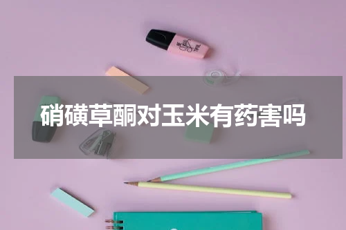 硝磺草酮对玉米有药害吗