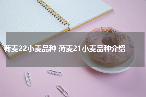 荷麦22小麦品种 菏麦21小麦品种介绍