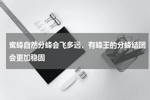 蜜蜂自然分蜂会飞多远，有蜂王的分蜂结团会更加稳固