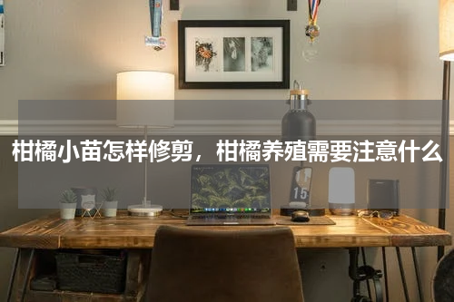 柑橘小苗怎样修剪，柑橘养殖需要注意什么