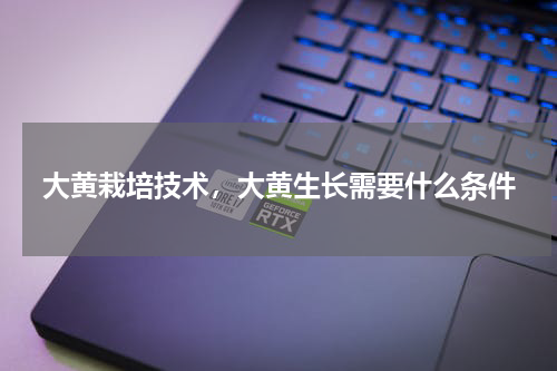 大黄栽培技术，大黄生长需要什么条件