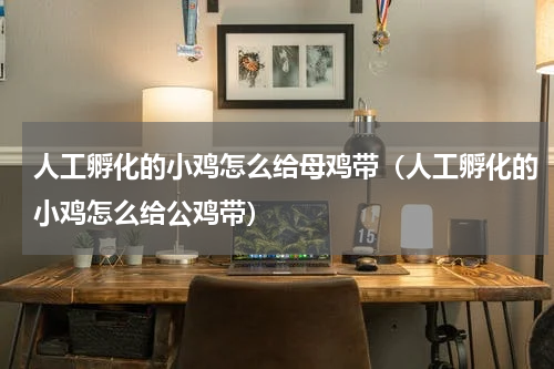 人工孵化的小鸡怎么给母鸡带（人工孵化的小鸡怎么给公鸡带）