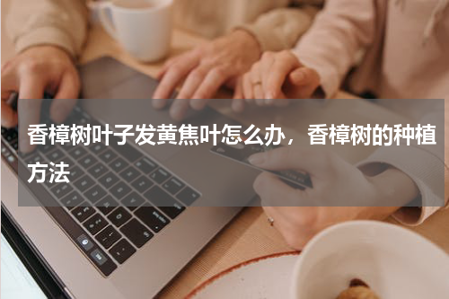 香樟树叶子发黄焦叶怎么办，香樟树的种植方法