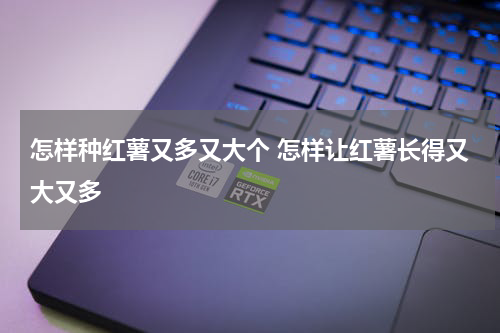 怎样种红薯又多又大个 怎样让红薯长得又大又多