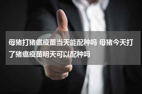 母猪打猪瘟疫苗当天能配种吗 母猪今天打了猪瘟疫苗明天可以配种吗