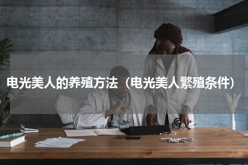 电光美人的养殖方法（电光美人繁殖条件）