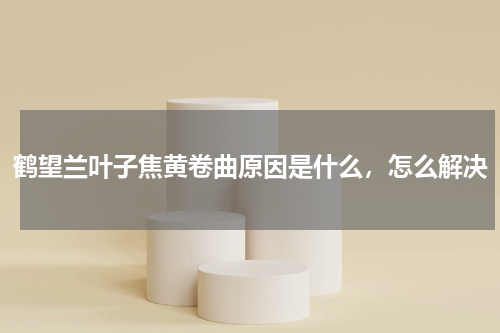 鹤望兰叶子焦黄卷曲原因是什么，怎么解决