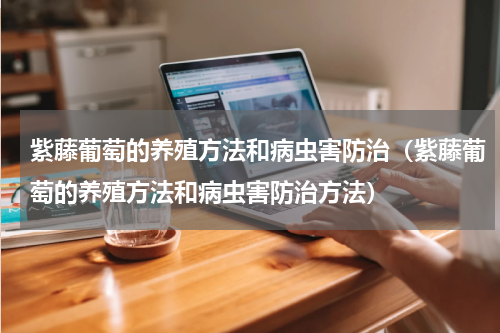 紫藤葡萄的养殖方法和病虫害防治（紫藤葡萄的养殖方法和病虫害防治方法）