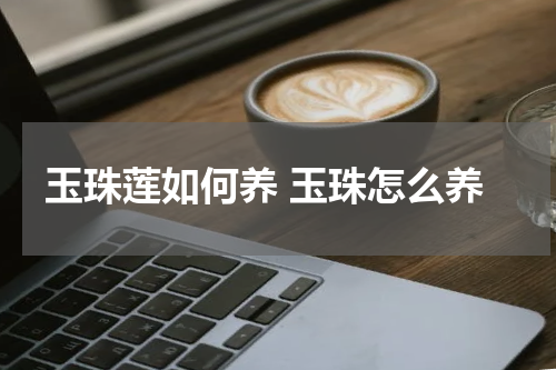 玉珠莲如何养 玉珠怎么养