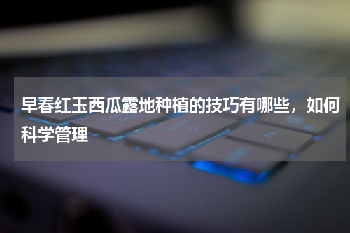早春红玉西瓜露地种植的技巧有哪些，如何科学管理