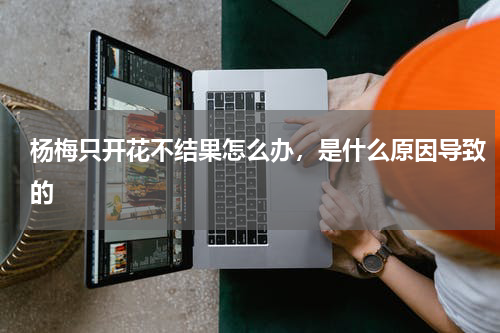 杨梅只开花不结果怎么办，是什么原因导致的
