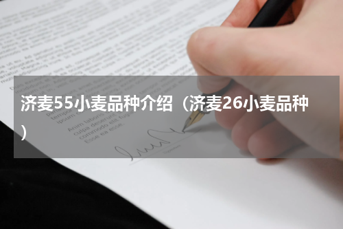 济麦55小麦品种介绍（济麦26小麦品种）